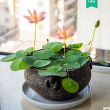 四季开花水培植物迷你睡莲盆栽水生水养花卉植物室内花好养碗莲